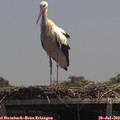 13_45-mast.jpg