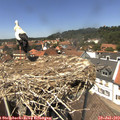 13_45-nest.jpg