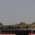13_50-mast.jpg