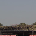 14_10-mast.jpg