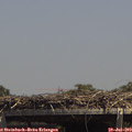14_15-mast.jpg