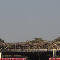 15_15-mast.jpg