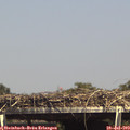 15_20-mast.jpg