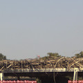 15_25-mast.jpg