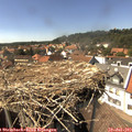 15_25-nest.jpg