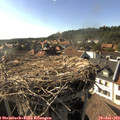 17_30-nest.jpg