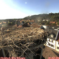 18_00-nest.jpg