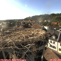 18_20-nest.jpg