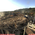 19_00-nest.jpg