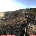 19_25-nest.jpg
