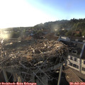 19_35-nest.jpg
