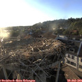19_40-nest.jpg
