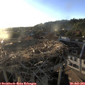 19_45-nest.jpg