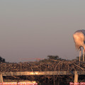 20_40-mast.jpg