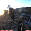 20_40-nest.jpg