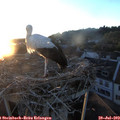 20_45-nest.jpg