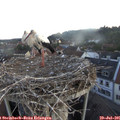 05_55-nest.jpg