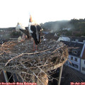 06_05-nest.jpg