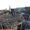 06_10-nest.jpg