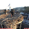 06_15-nest.jpg