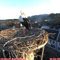 06_20-nest.jpg