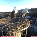 06_25-nest.jpg