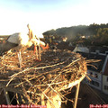 06_35-nest.jpg