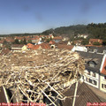 12_05-nest.jpg