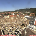 12_10-nest.jpg