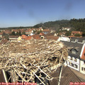 12_20-nest.jpg