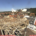 12_25-nest.jpg