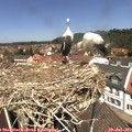 12_30-nest.jpg