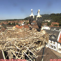 12_35-nest.jpg