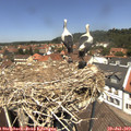 12_40-nest.jpg