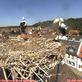 12_45-nest.jpg