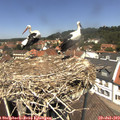 12_50-nest.jpg