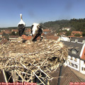 12_55-nest.jpg