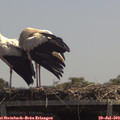 13_00-mast.jpg