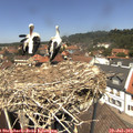 13_00-nest.jpg