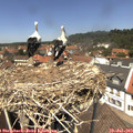 13_05-nest.jpg