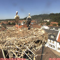13_10-nest.jpg
