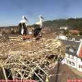 13_15-nest.jpg