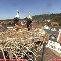 13_25-nest.jpg