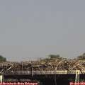 15_10-mast.jpg