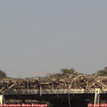 15_20-mast.jpg