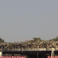 15_25-mast.jpg