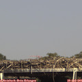 15_30-mast.jpg