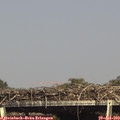 16_10-mast.jpg