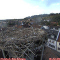 17_20-nest.jpg