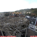 18_00-nest.jpg